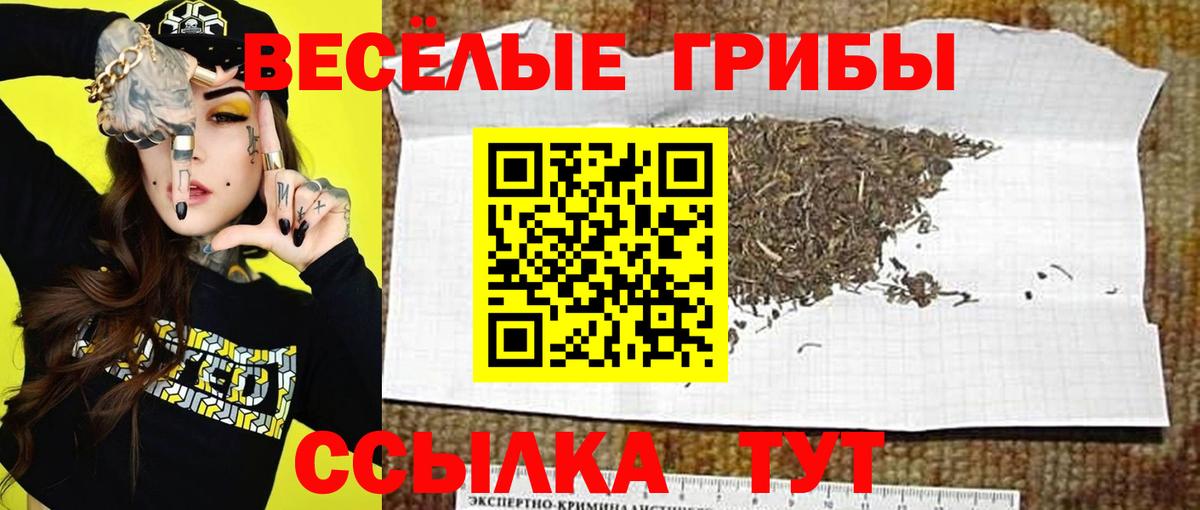 Галлюциногенные грибы Psilocybe Бузулук